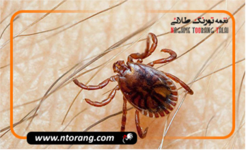 کاهش ۴۰ درصدی شیوع تب کریمه کنگو نسبت به سال قبل